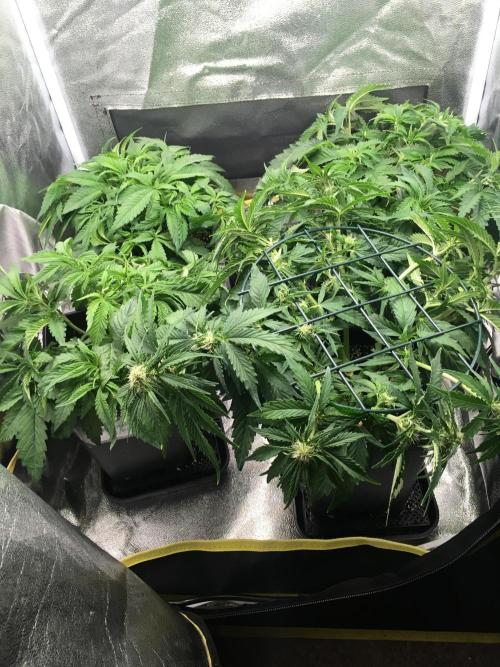 black zushi and white runtz. Week 6