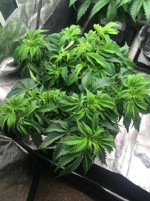 black zushi and white runtz. Week 7 - black zushi 2