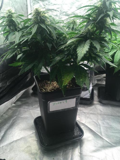 black zushi and white runtz. Week 7 - black zushi 1, auto flowering