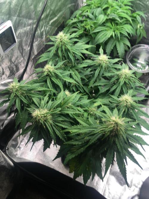 black zushi and white runtz. Week 7 - black zushi 1, auto flowering