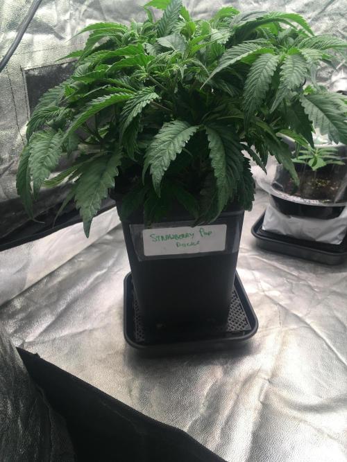 black zushi and white runtz. Week 7 - strawberry pop rocks