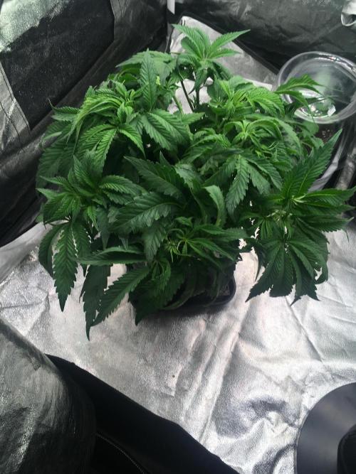 black zushi and white runtz. Week 7 - strawberry pop rocks