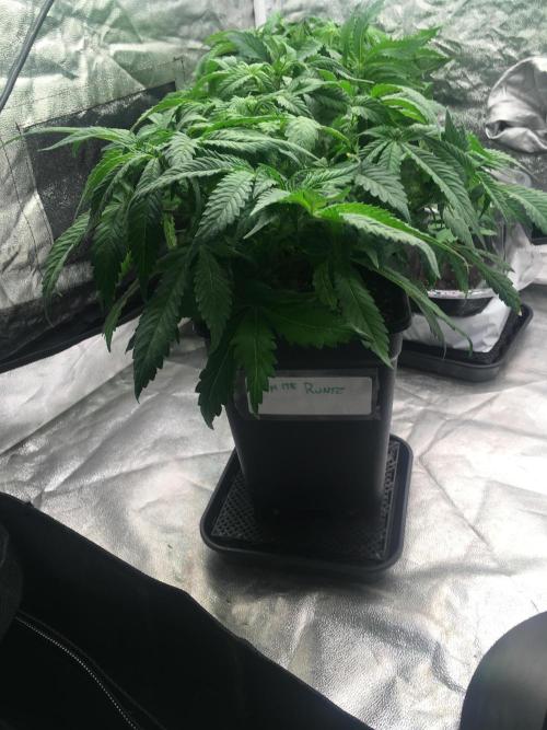 black zushi and white runtz. Week 7 - white rntz