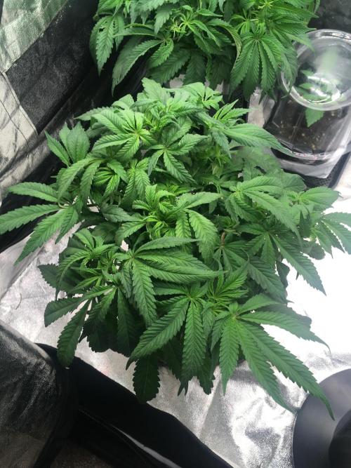 black zushi and white runtz. Week 7 - white rntz