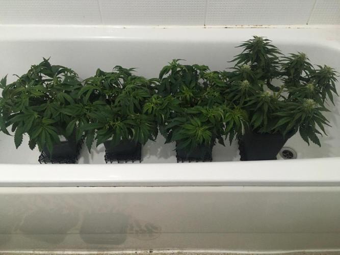 black zushi and white runtz. Week 7 - the line up