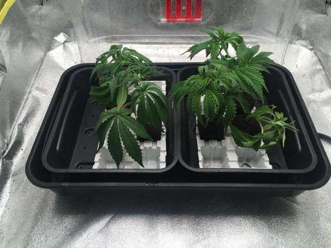 black zushi and white runtz. Week 7 - the backup, minus one it appears