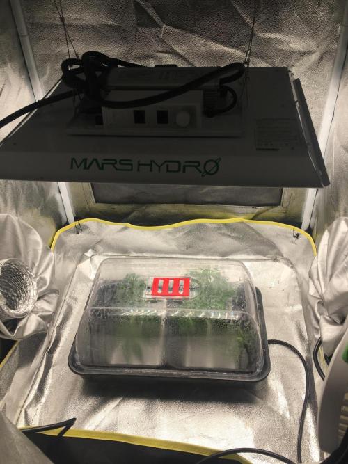 black zushi and white runtz. Week 7