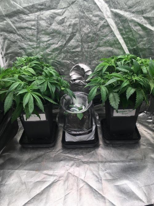 black zushi and white runtz. Week 7 - new home