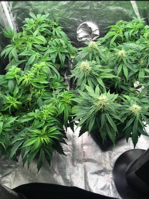 black zushi and white runtz. Week 7