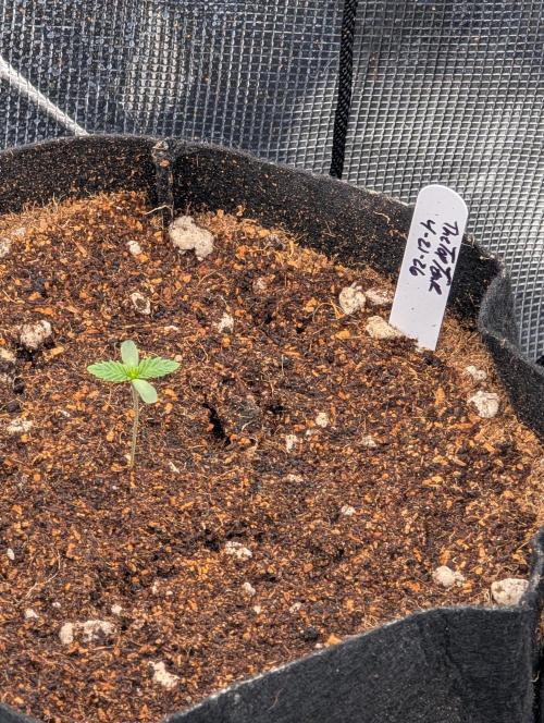 Bubba Kush S1. Week 0