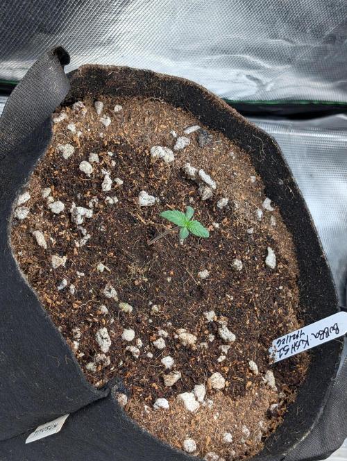 Bubba Kush S1. Week 0