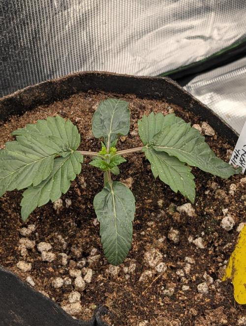 Bubba Kush S1. Week 2