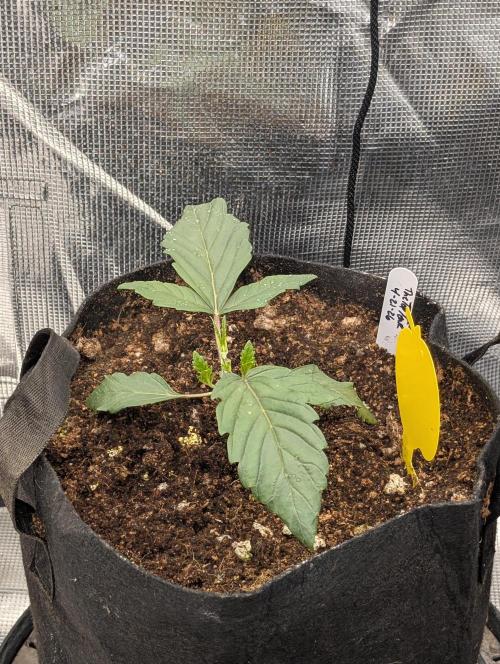 Bubba Kush S1. Week 2