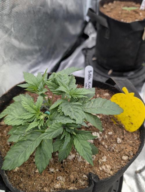 Bubba Kush S1. Week 3