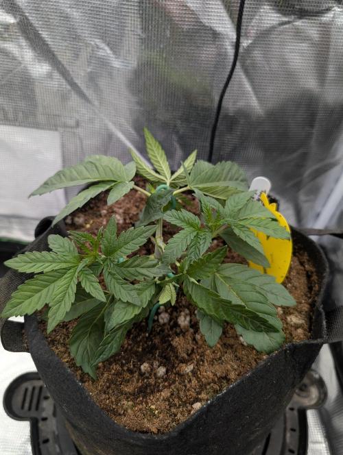 Bubba Kush S1. Week 3