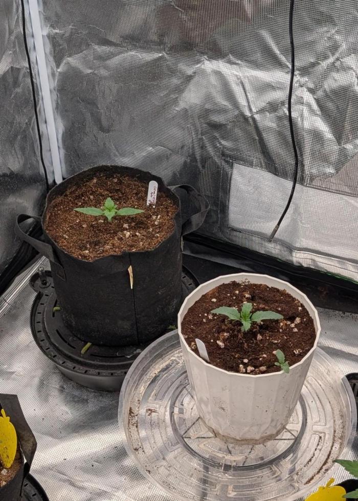 Autoflower- Cereal Milk and White Runtz. Week 1 - Left side Cereal Milk Right side White Runtz 