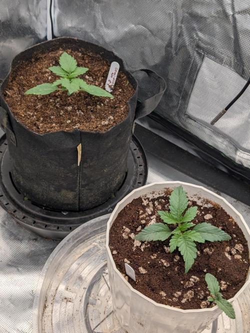 Autoflower- Cereal Milk and White Runtz. Week 2