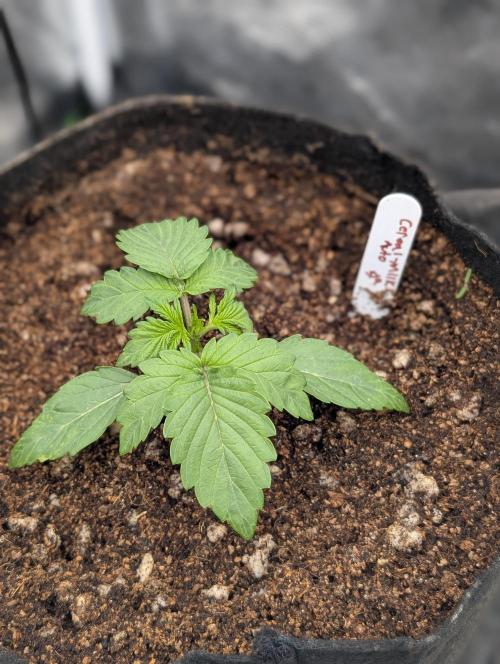 Autoflower- Cereal Milk and White Runtz. Week 2 - Cereal Milk 
