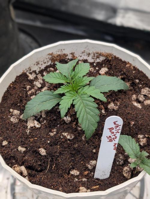 Autoflower- Cereal Milk and White Runtz. Week 2 - White Runtz 