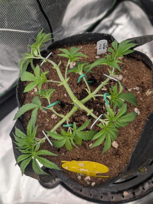 Bubba Kush S1. Week 4 - The Top Tear - Wedding Cake x Ruthless Runtz
