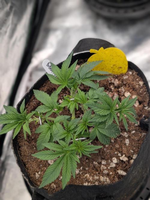 Bubba Kush S1. Week 4 - Bubble Kush S1