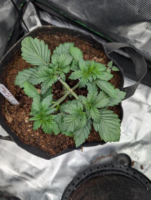 Autoflower- Cereal Milk and White Runtz. Week 3 - Cereal Milk Auto
