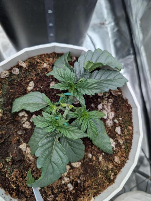 Autoflower- Cereal Milk and White Runtz. Week 3 - White Runtz Auto
