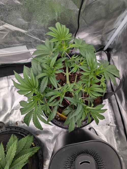Bubba Kush S1. Week 5