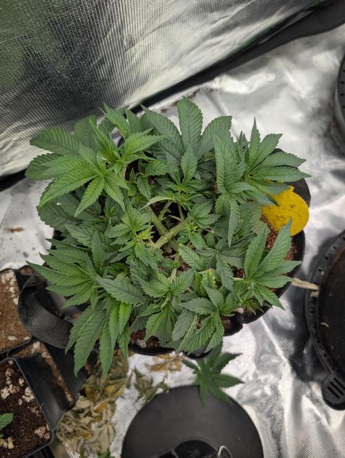 Bubba Kush S1. Week 5