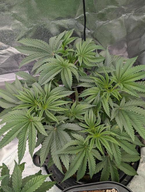 Bubba Kush S1. Week 6 - The Top Tear 