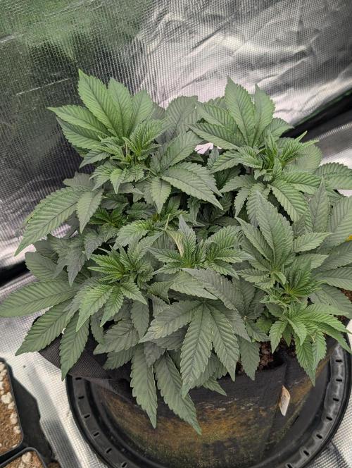 Bubba Kush S1. Week 6 - Bubba Kush S1
