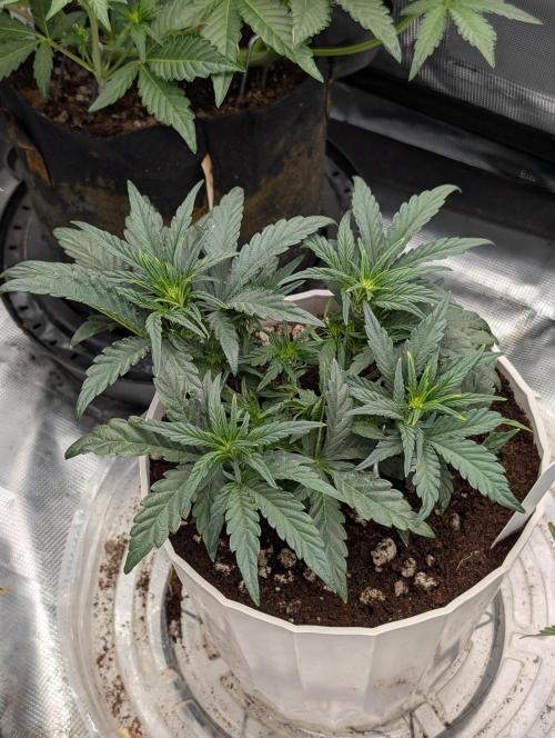 Autoflower- Cereal Milk and White Runtz. Week 4 - White Runtz 