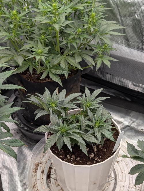 Autoflower- Cereal Milk and White Runtz. Week 4 - Cereal Milk is the one in the back and White Runtz up front  both flowering, we on day 30
