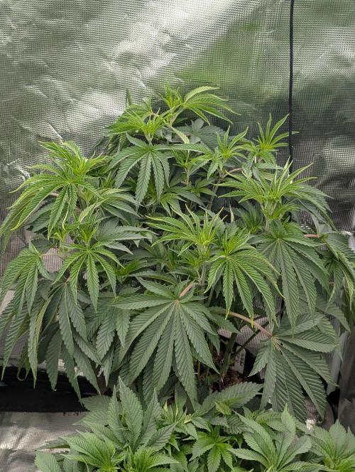 Bubba Kush S1. Week 7 - The Top Tier 