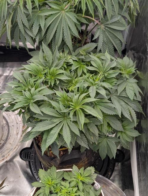 Bubba Kush S1. Week 7 - Bubba Kush S1