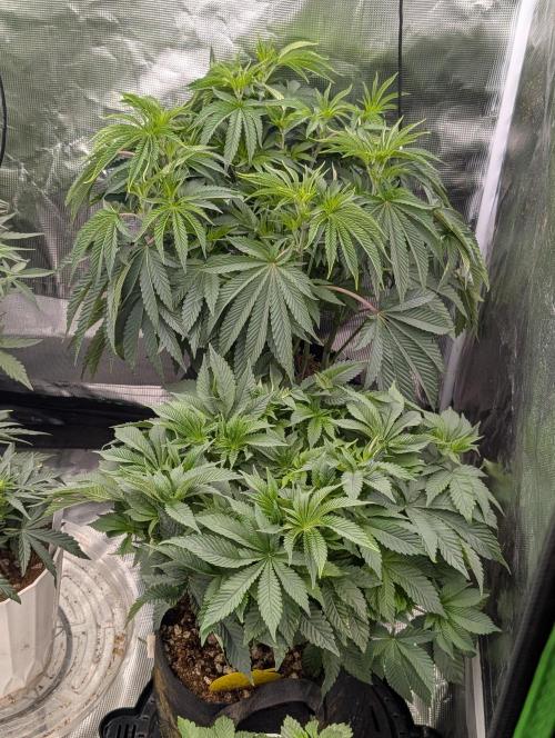 Bubba Kush S1. Week 7