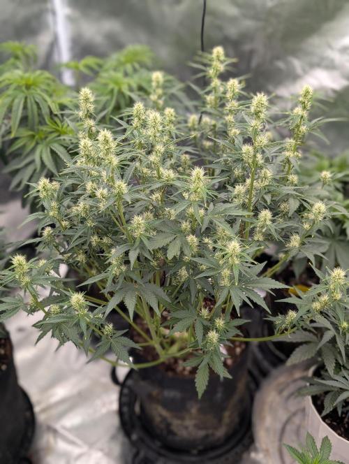 Autoflower- Cereal Milk and White Runtz. Week 5 - Cereal Milk 