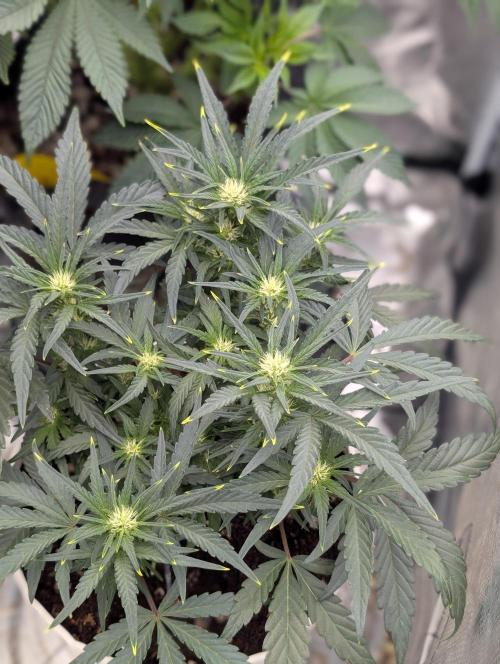 Autoflower- Cereal Milk and White Runtz. Week 5 - White Runtz 
