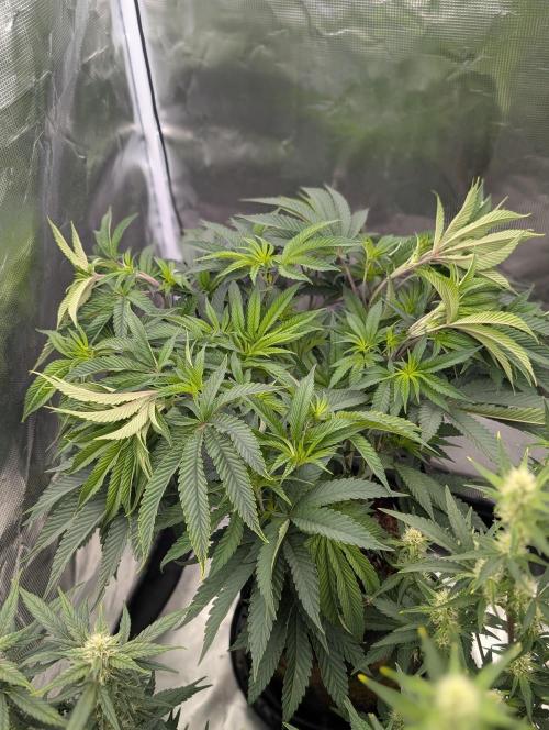 Bubba Kush S1. Week 8 - The Top Tear