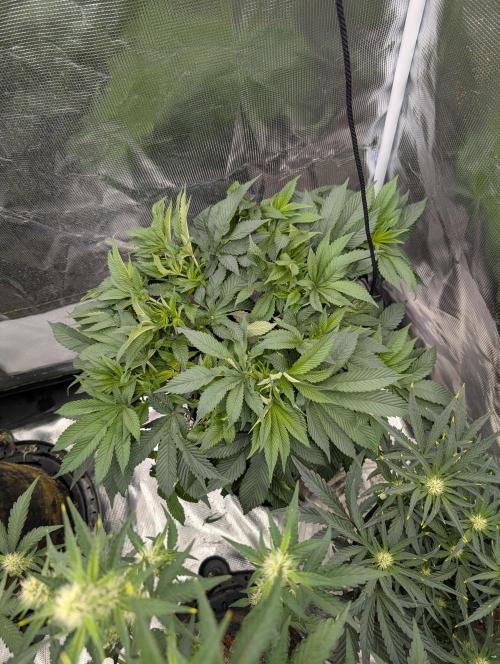 Bubba Kush S1. Week 8 - Bubba Kush S1