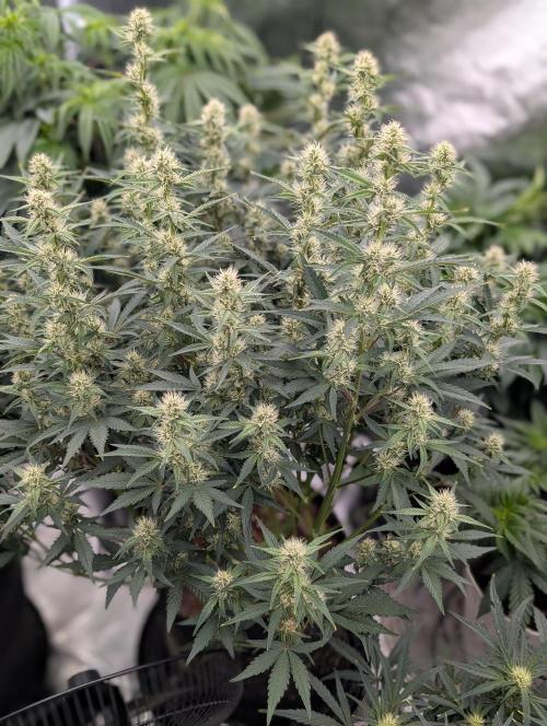 Autoflower- Cereal Milk and White Runtz. Week 6 - Cereal Milk Auto 