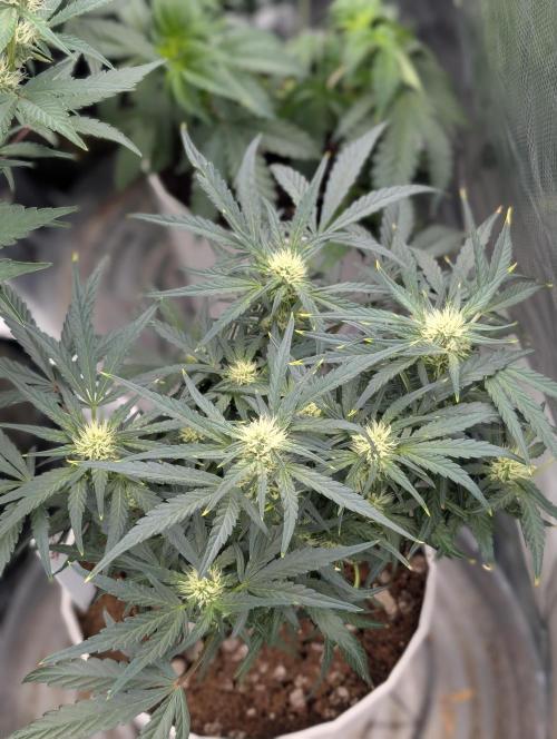 Autoflower- Cereal Milk and White Runtz. Week 6 - White Runtz Auto 