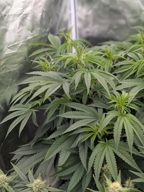 Bubba Kush S1. Week 9 - The Top Tier