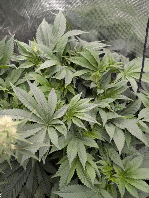 Bubba Kush S1. Week 9 - Bubba Kush 
