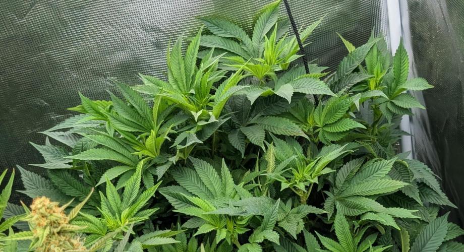 Bubba Kush S1. Week 10 - Bubba Kush S1