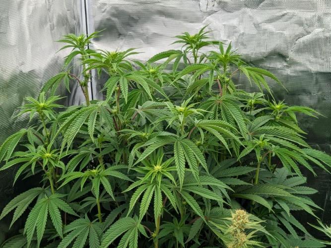 Bubba Kush S1. Week 10 - The Top Tier 