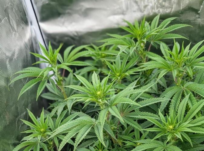 Bubba Kush S1. Week 10 - The Top Tier