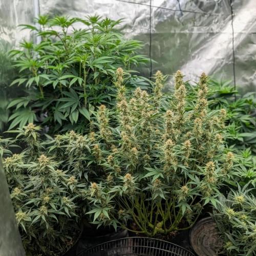 Bubba Kush S1. Week 10 - Left back is The Top Tier and on the back Right is the Bubba Kush S1