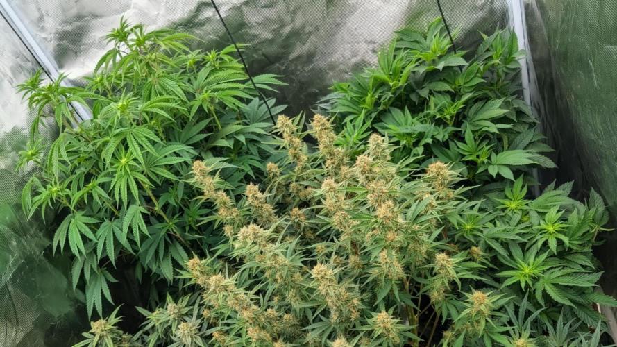 Bubba Kush S1. Week 10