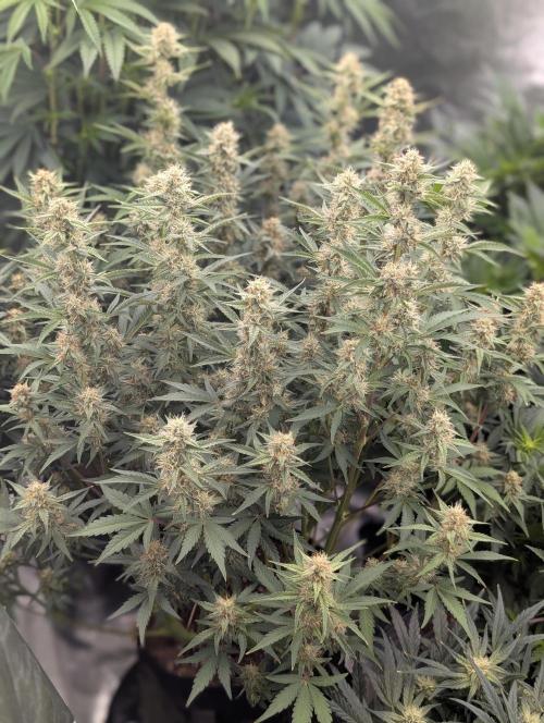 Autoflower- Cereal Milk and White Runtz. Week 7 - Cereal Milk